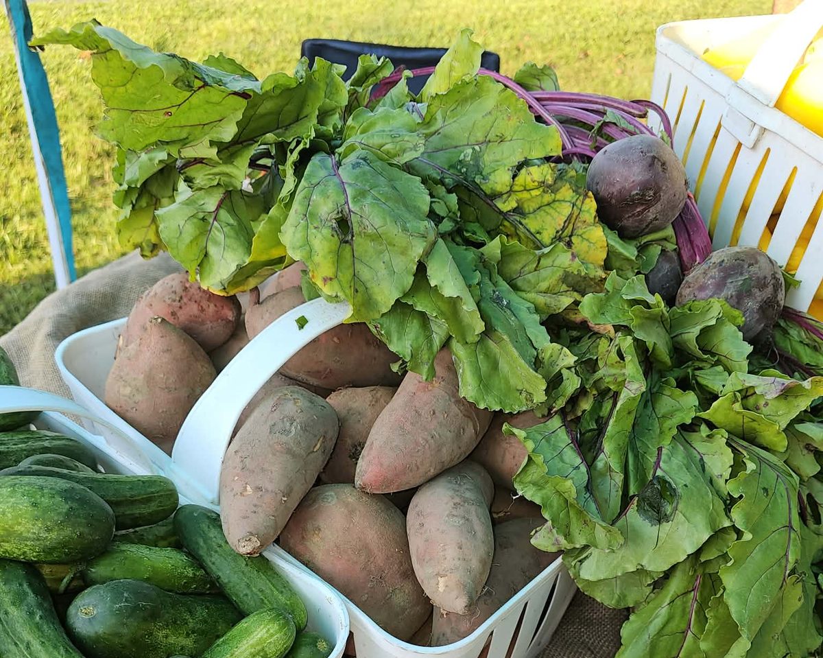 Baskets of sweet potatoes, cucumbers and beets with their greens