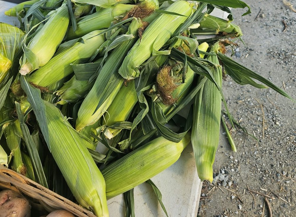 Sweet corn and cucumbers on the table