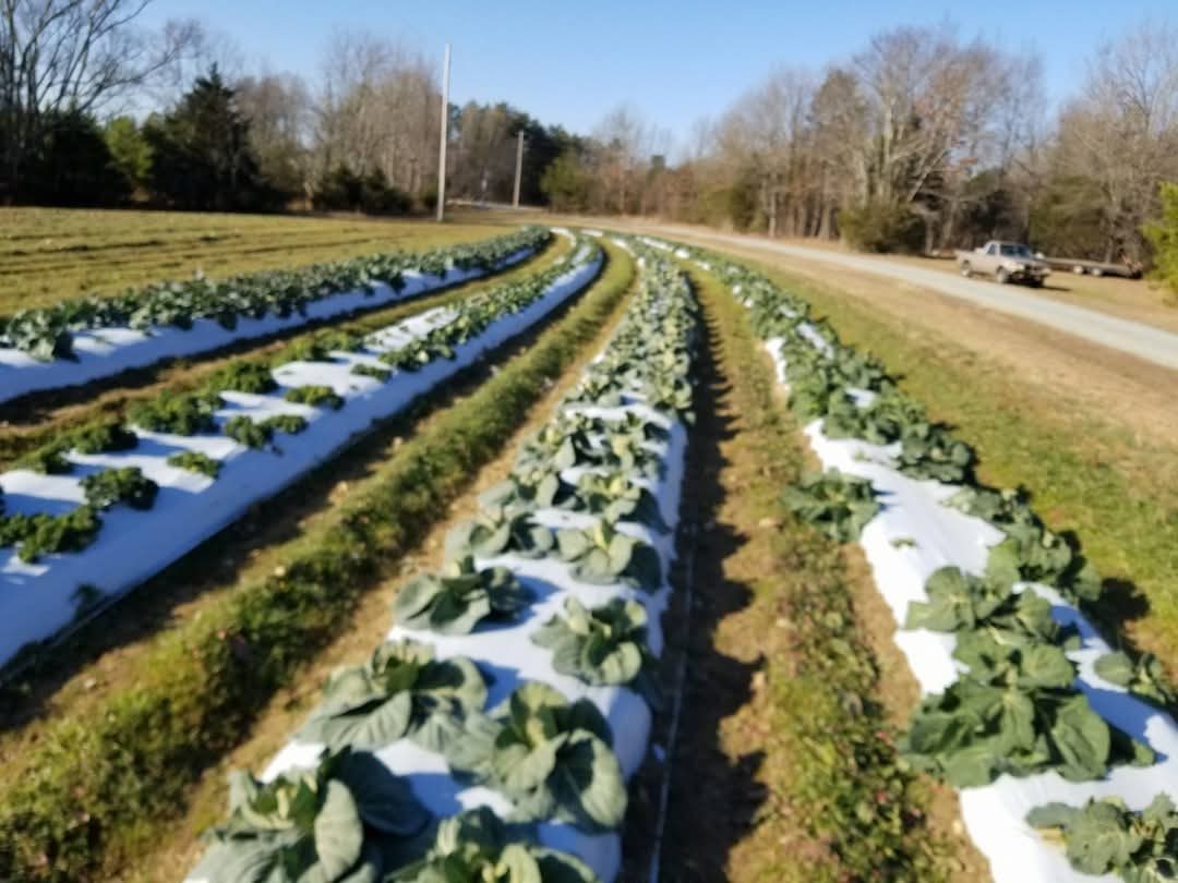 Rows of collards on white plastic beds at Aiken Farm