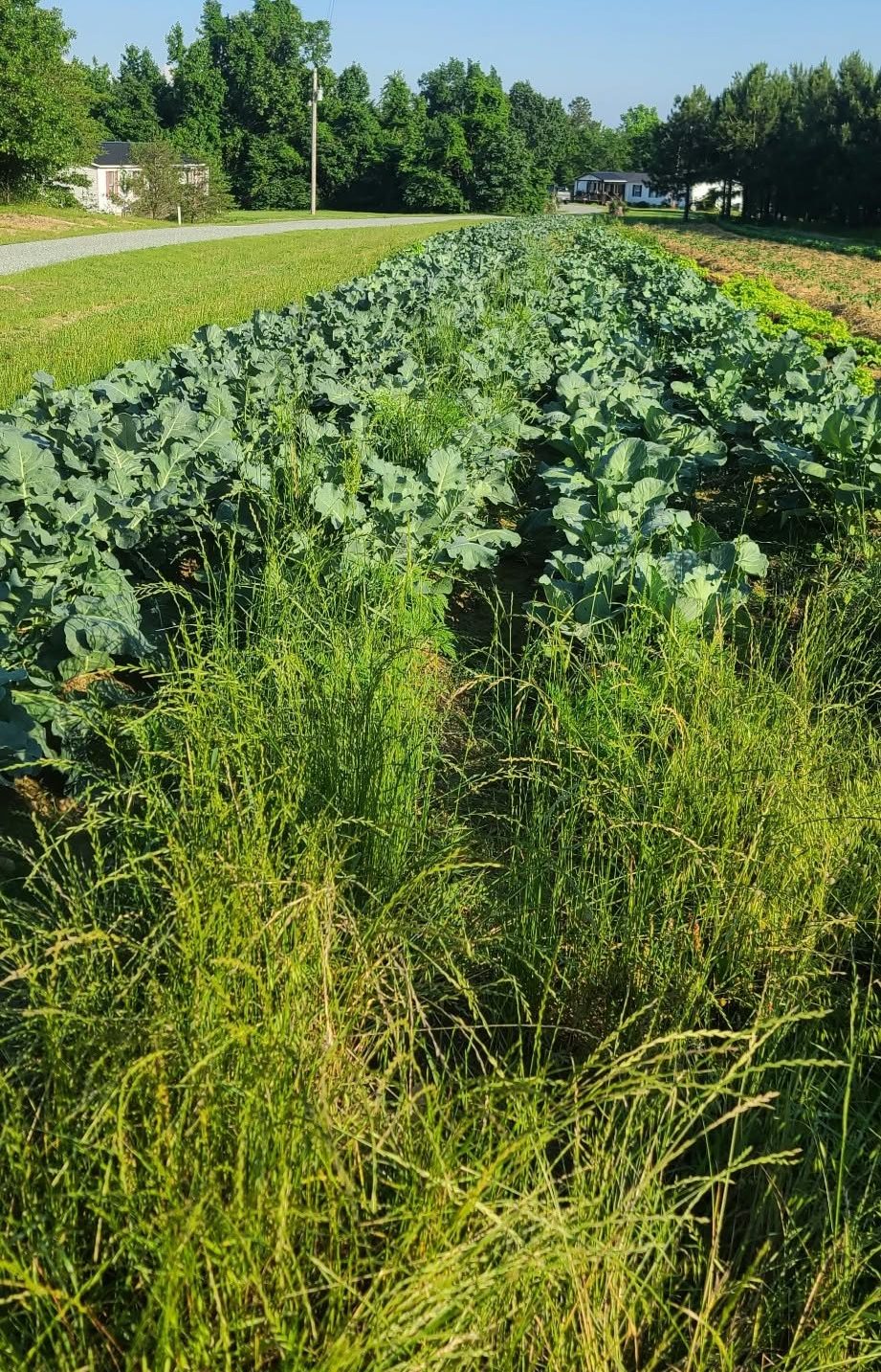 A row of greens under a blue sky