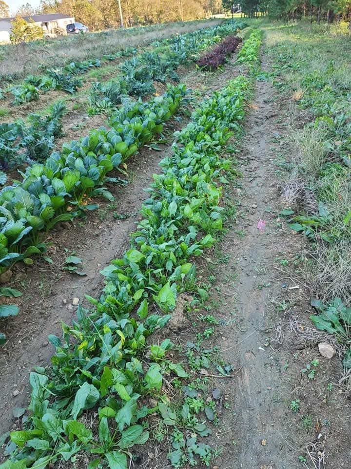 Rows of leafy greens