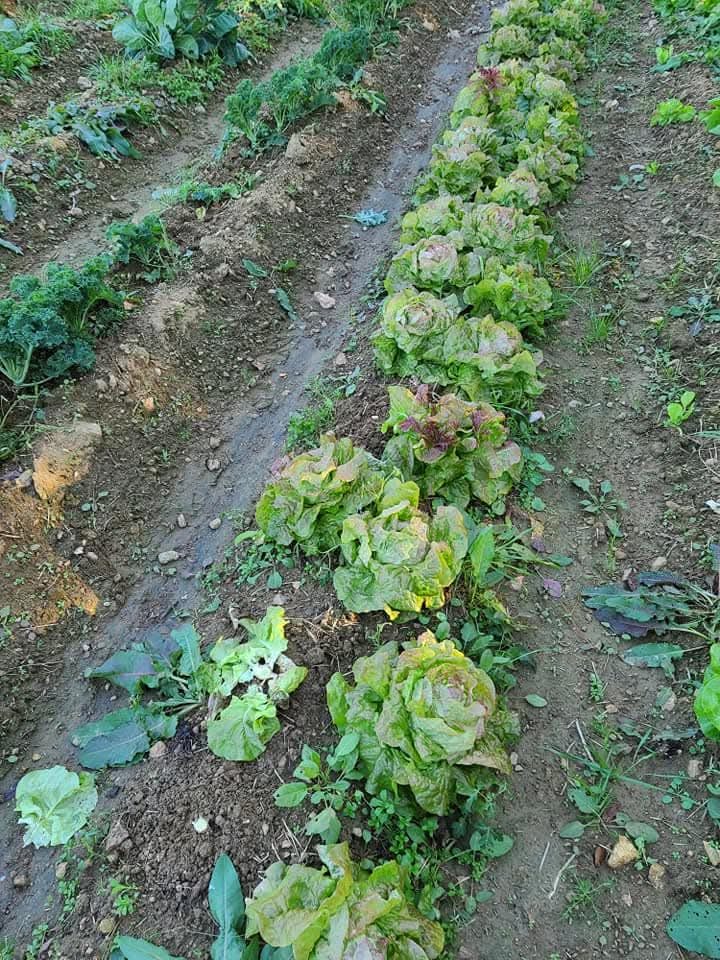 A row of lettuce in the field