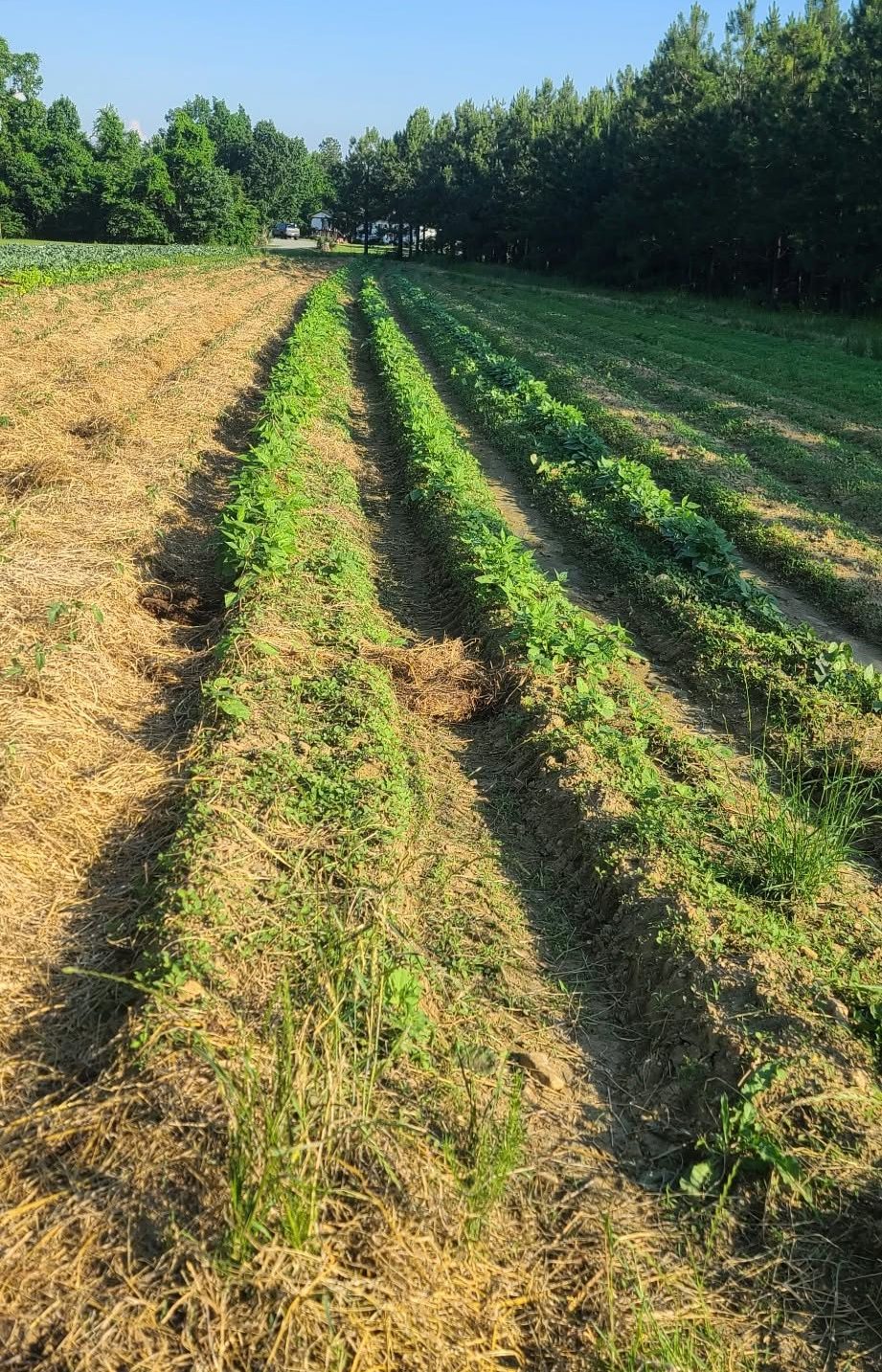 A long green row running to the trees