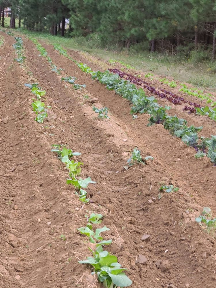 Young greens and red lettuce coming up in dirt rows