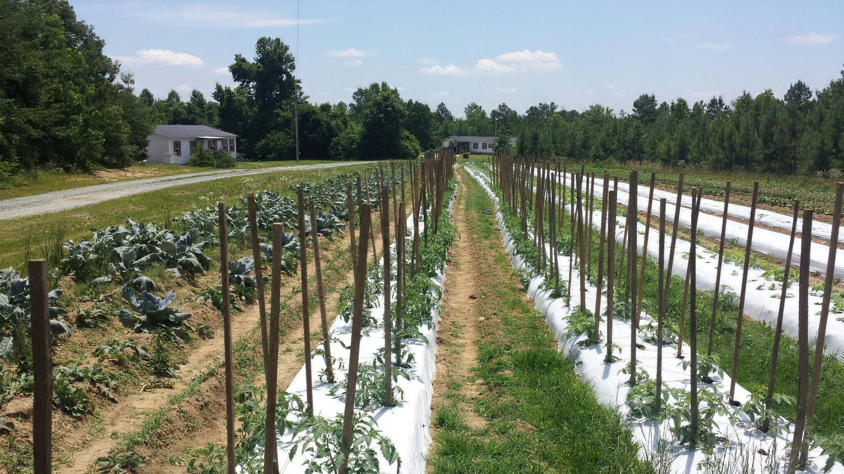 Looking down a row of staked tomato plants at Aiken Farm in Mebane, NC