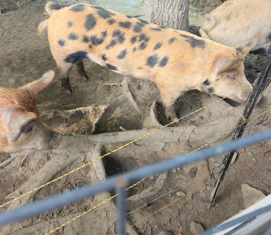 Spotted pigs at the farm