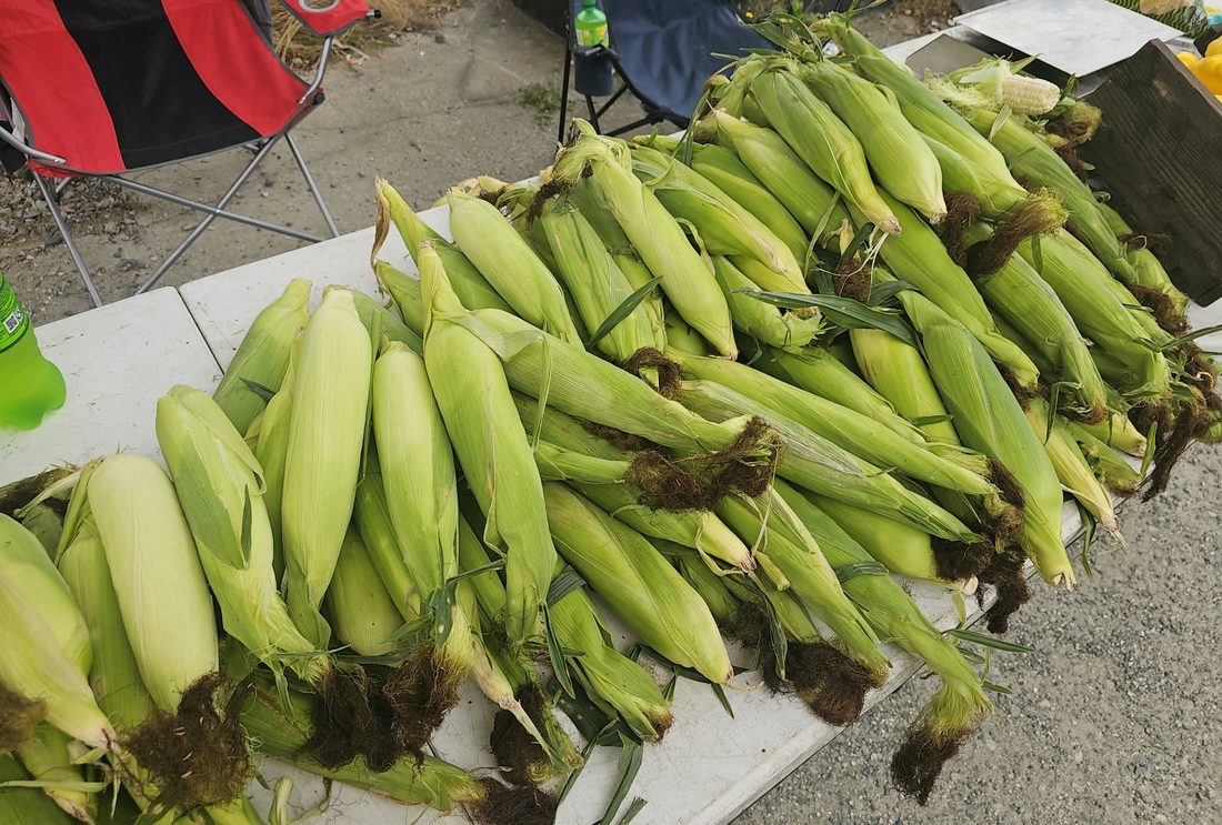 Sweet corn piled on a table