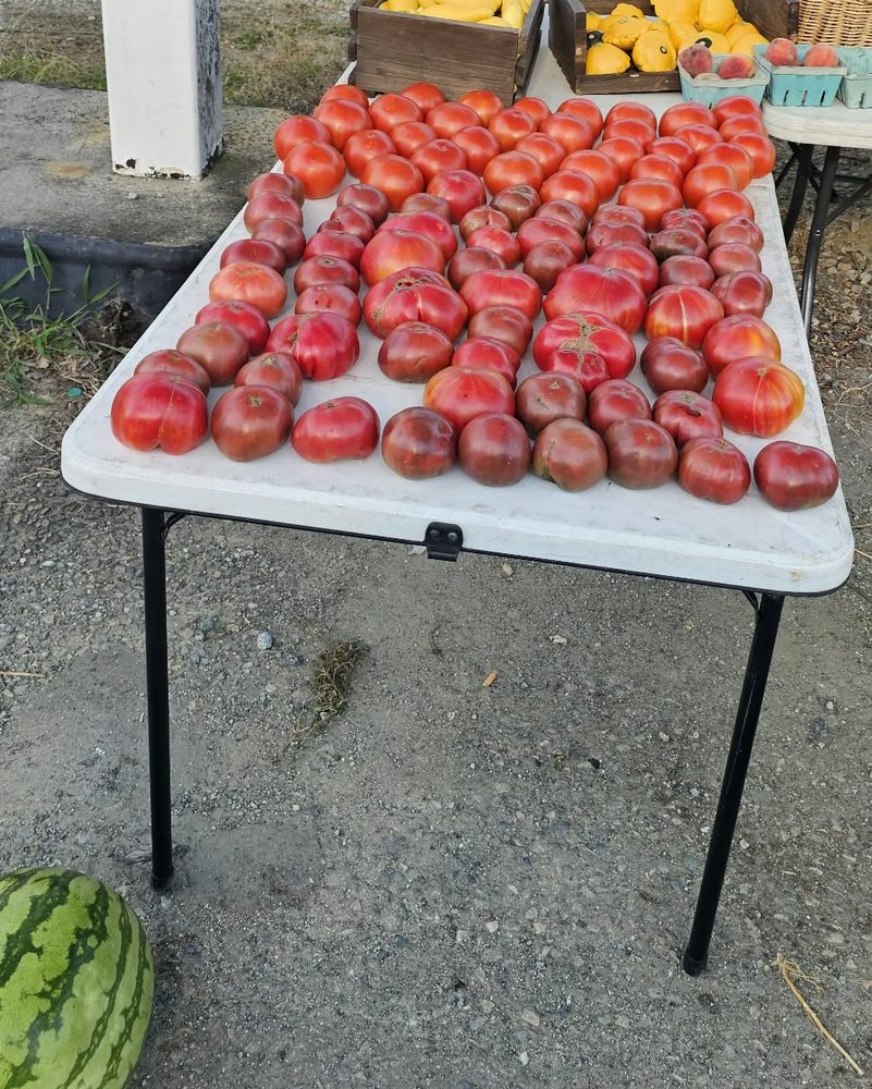 A table of tomatoes with a watermelon beside it