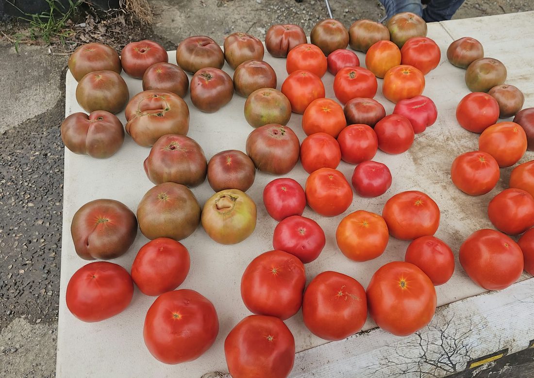 Tomatoes laid out on a white table