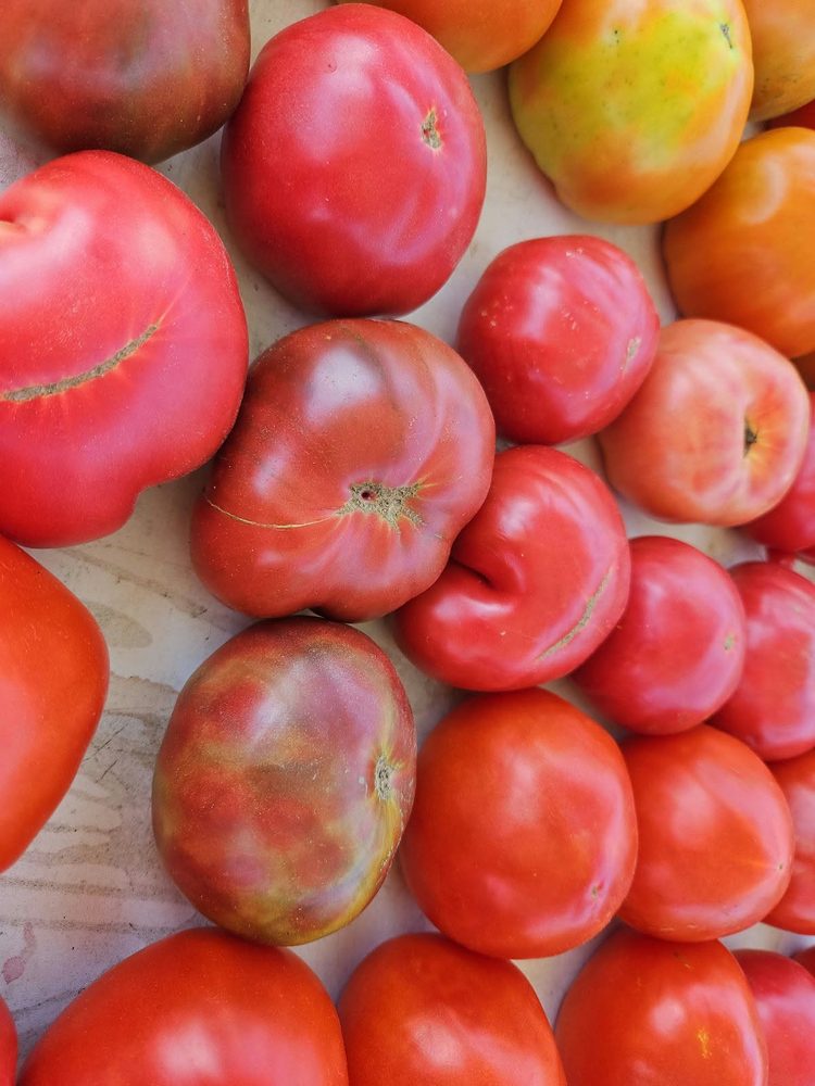 Tomatoes from Aiken Farm