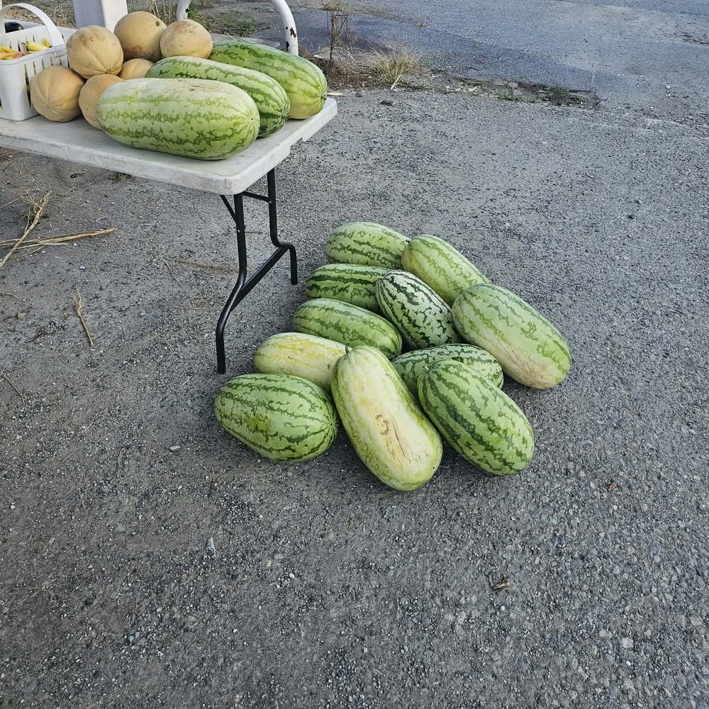 Watermelons on and under a table